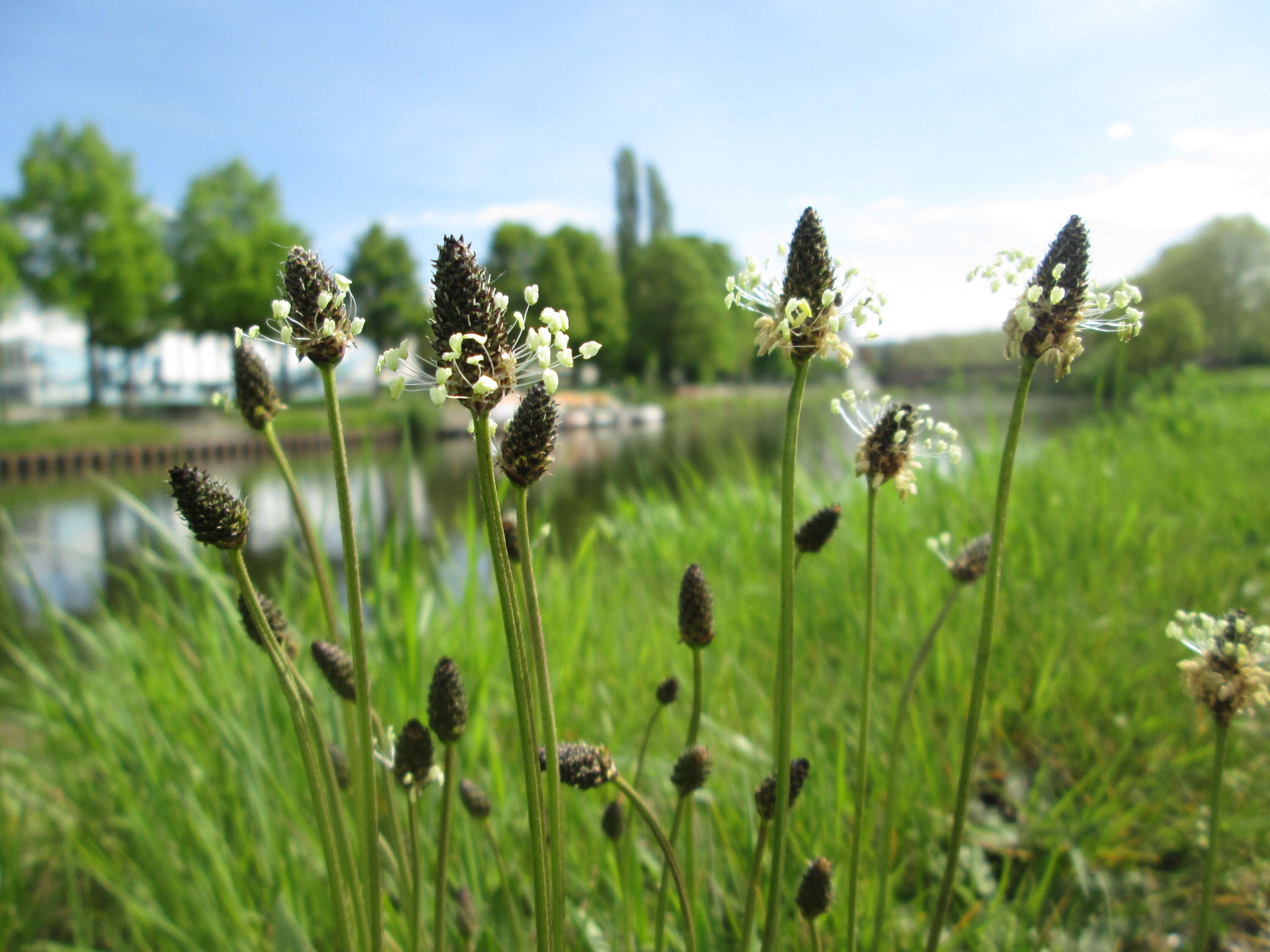 Image of Ribwort Plantain