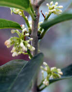 Image of Fragrant Olive