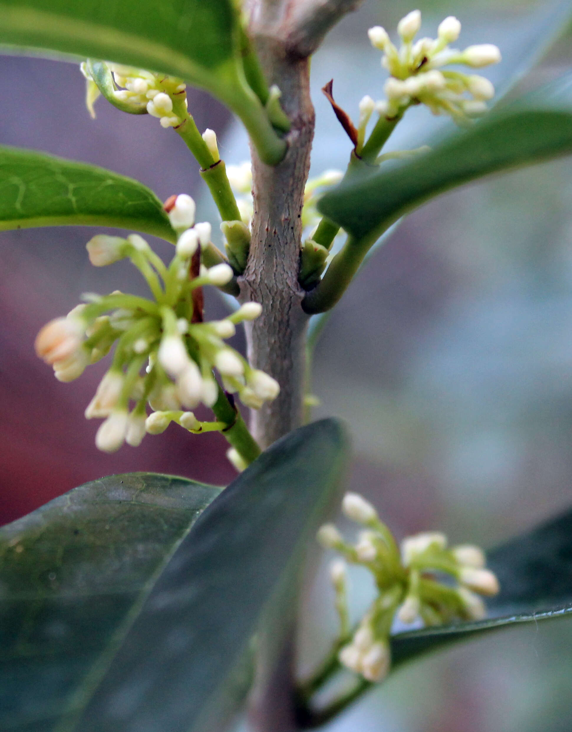 Image of Fragrant Olive