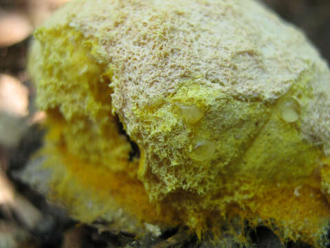 Image of Dog vomit slime mold