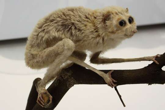 Image of Red Slender Loris