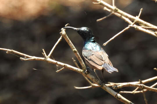 Imagem de Cinnyris lotenius (Linnaeus 1766)