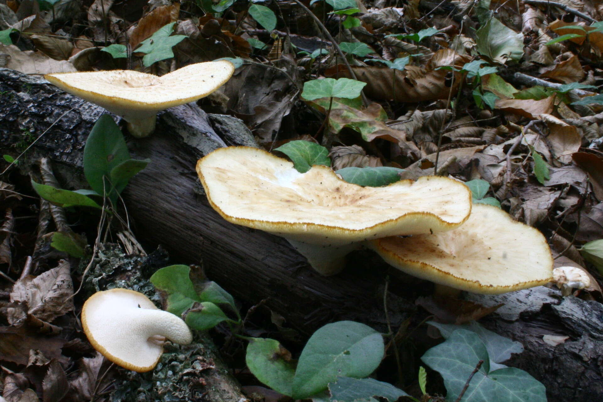 Image of Polyporus tuberaster (Jacq. ex Pers.) Fr. 1821