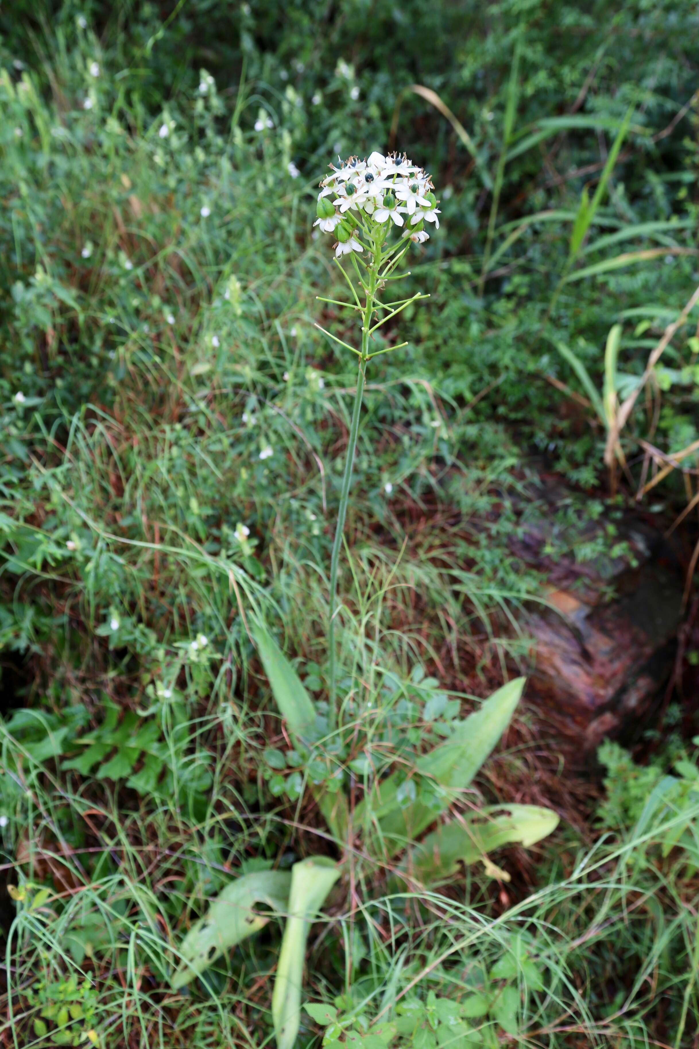 Слика од Ornithogalum saundersiae Baker