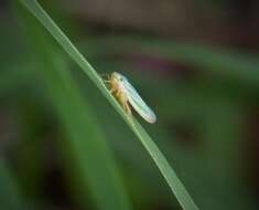 Image of Green Coneheaded Planthopper