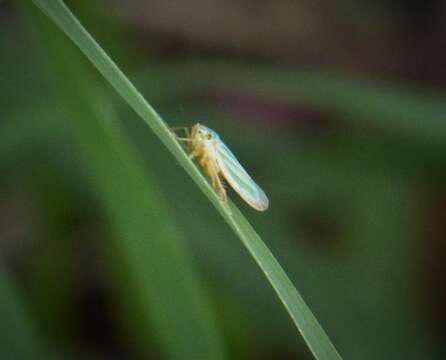 Image of Green Coneheaded Planthopper