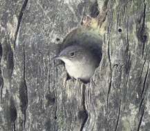 Image of House Wren