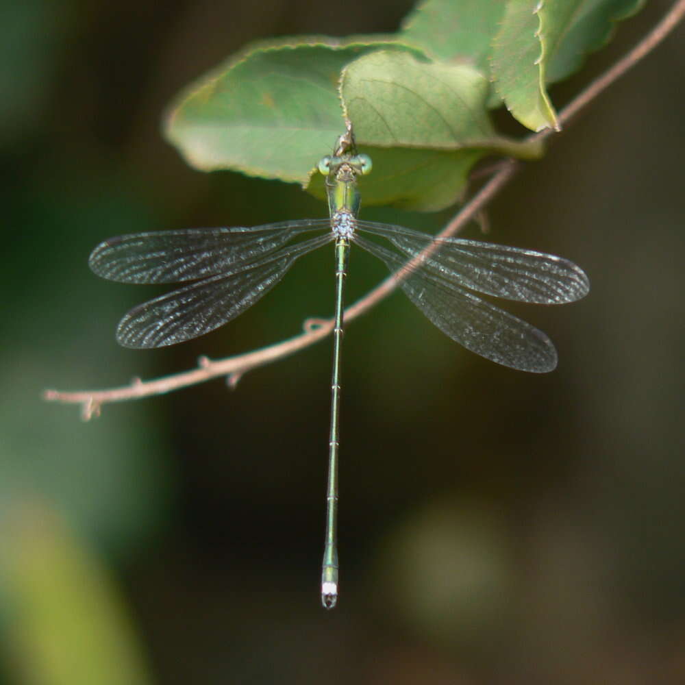 Image of Lestes temporalis Selys 1883