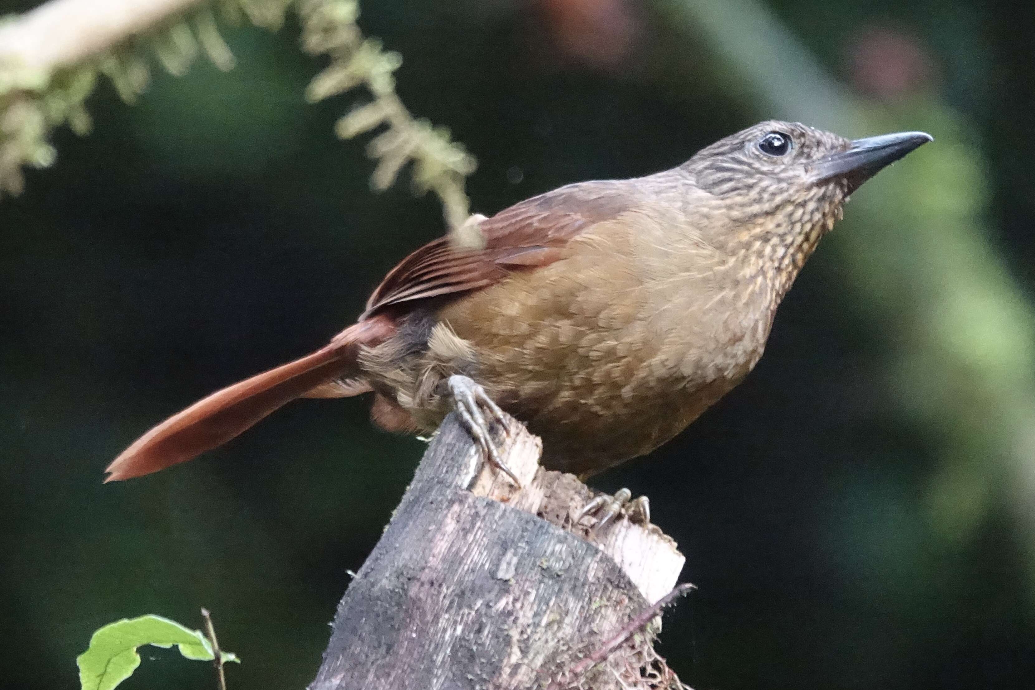 Image of Strong-billed Woodcreeper