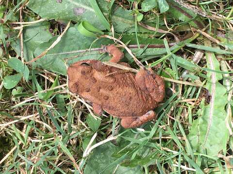 Image of American Toad