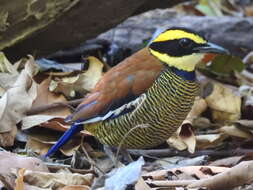 Image of Javan Banded Pitta