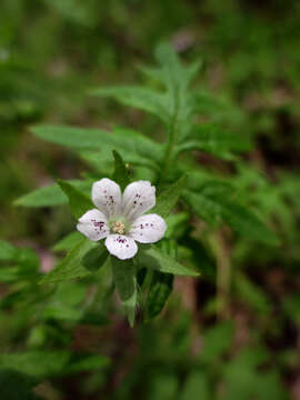 Image of Ellisia