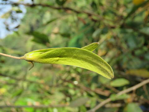 Image of Hopea parviflora Bedd.