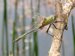 Image of Migrant Hawker