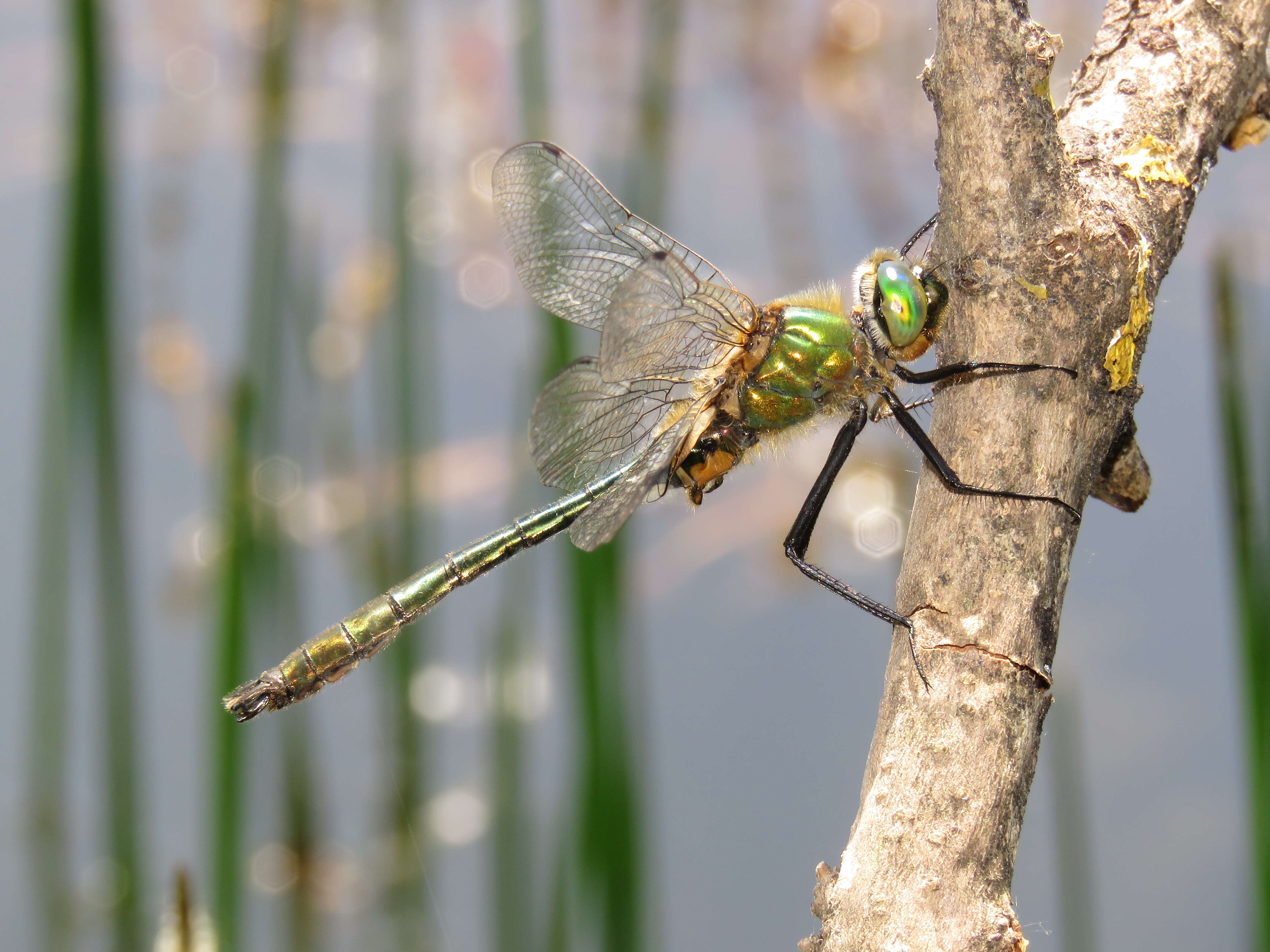 Image of Migrant Hawker