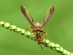 Image of Wasp Mantidfly