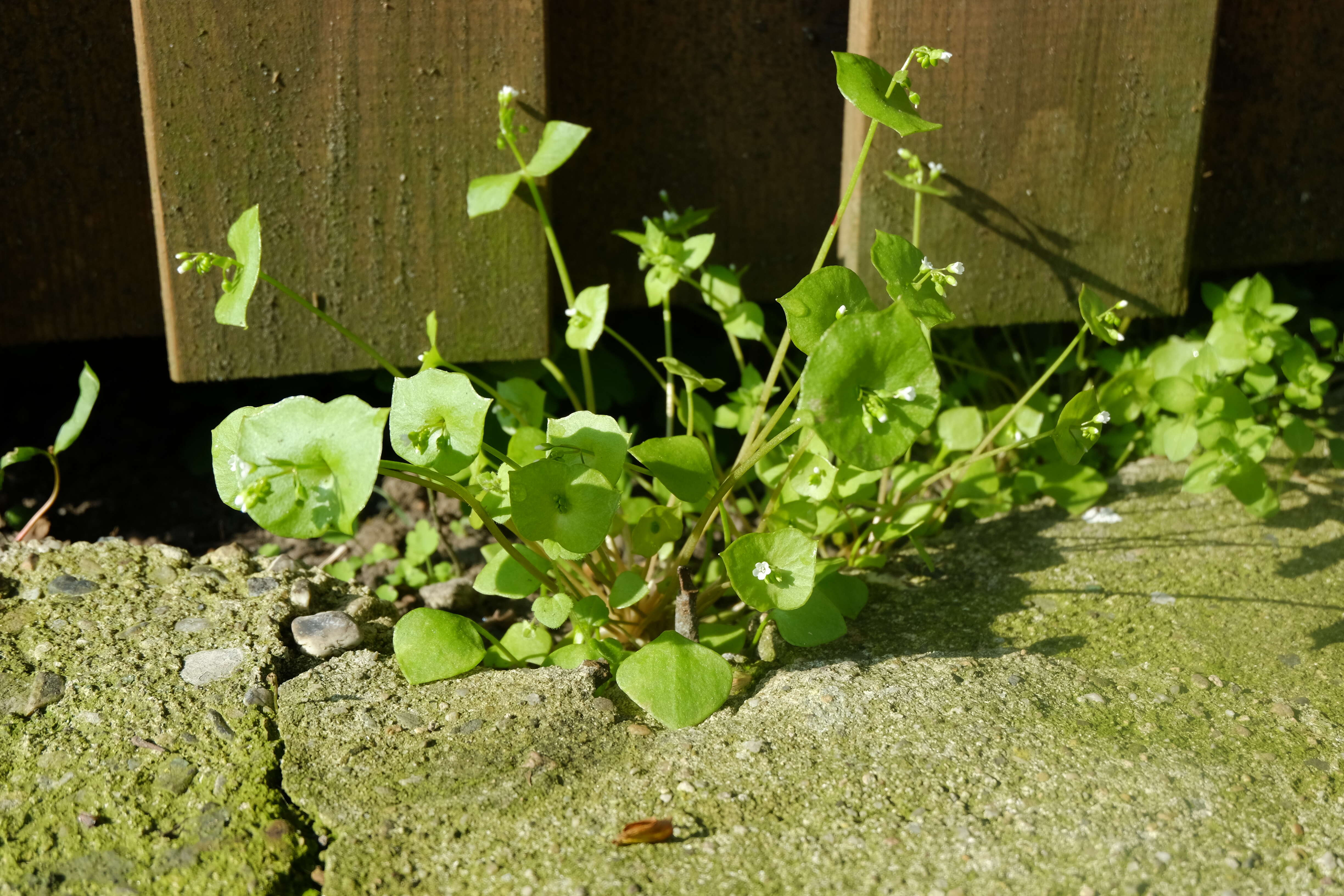 Image of Indian lettuce