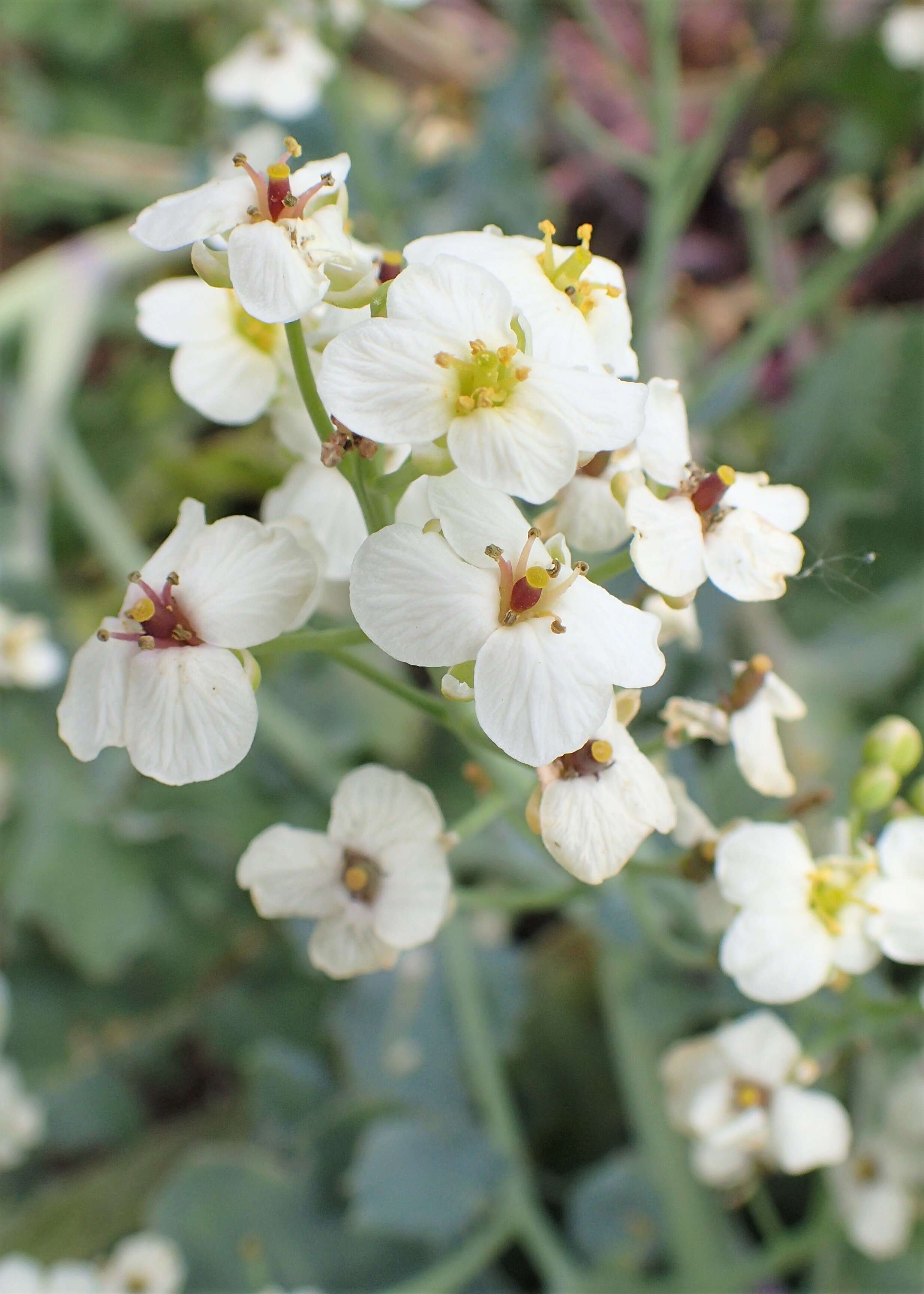 Image of sea kale