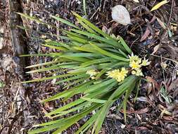 Image of Conostylis serrulata R. Br.