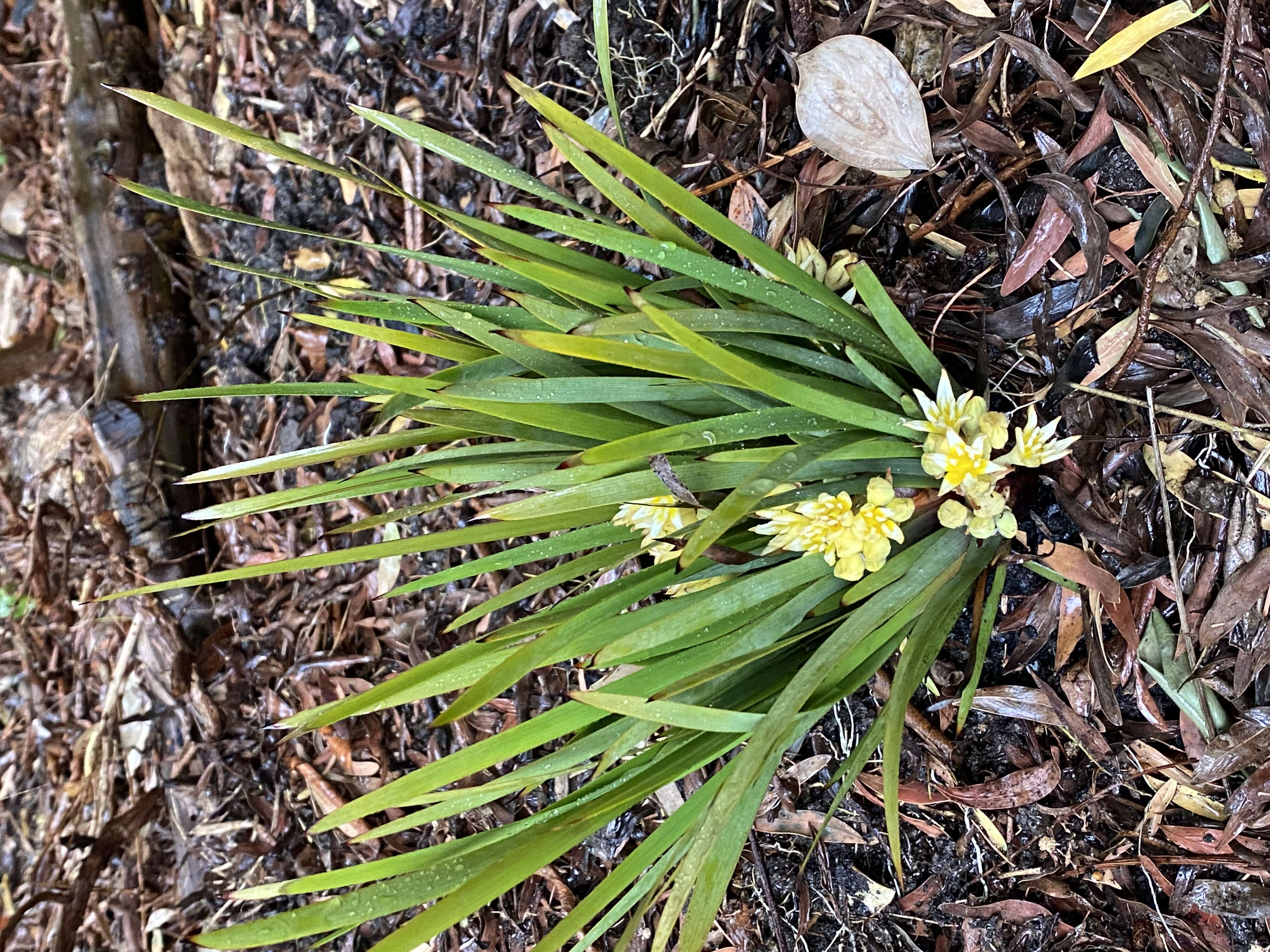 Image of Conostylis serrulata R. Br.