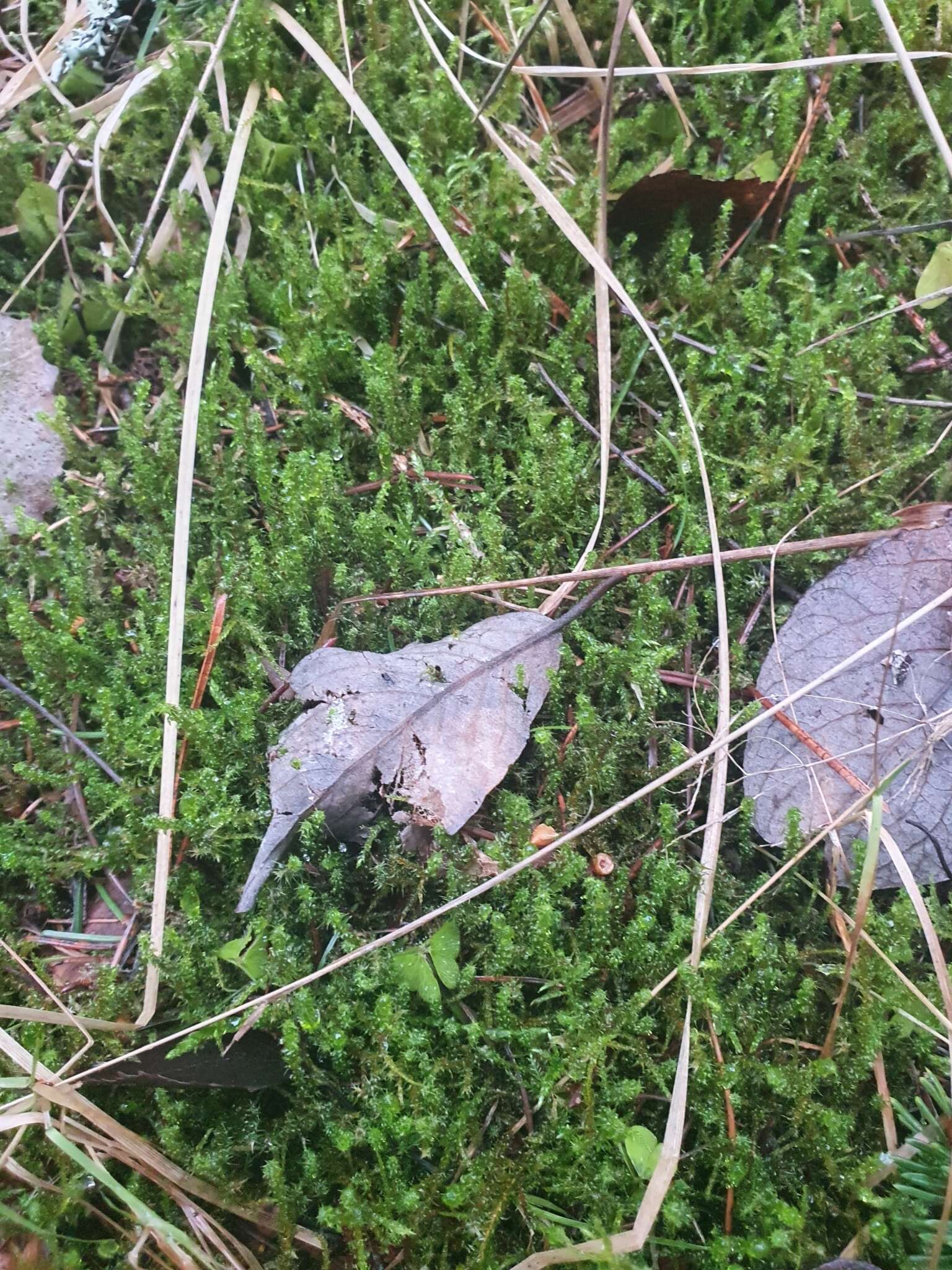 Image of square goose neck moss