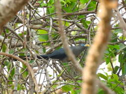 Image of Blue-faced Malkoha