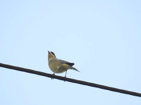 Image of Black-headed Bunting