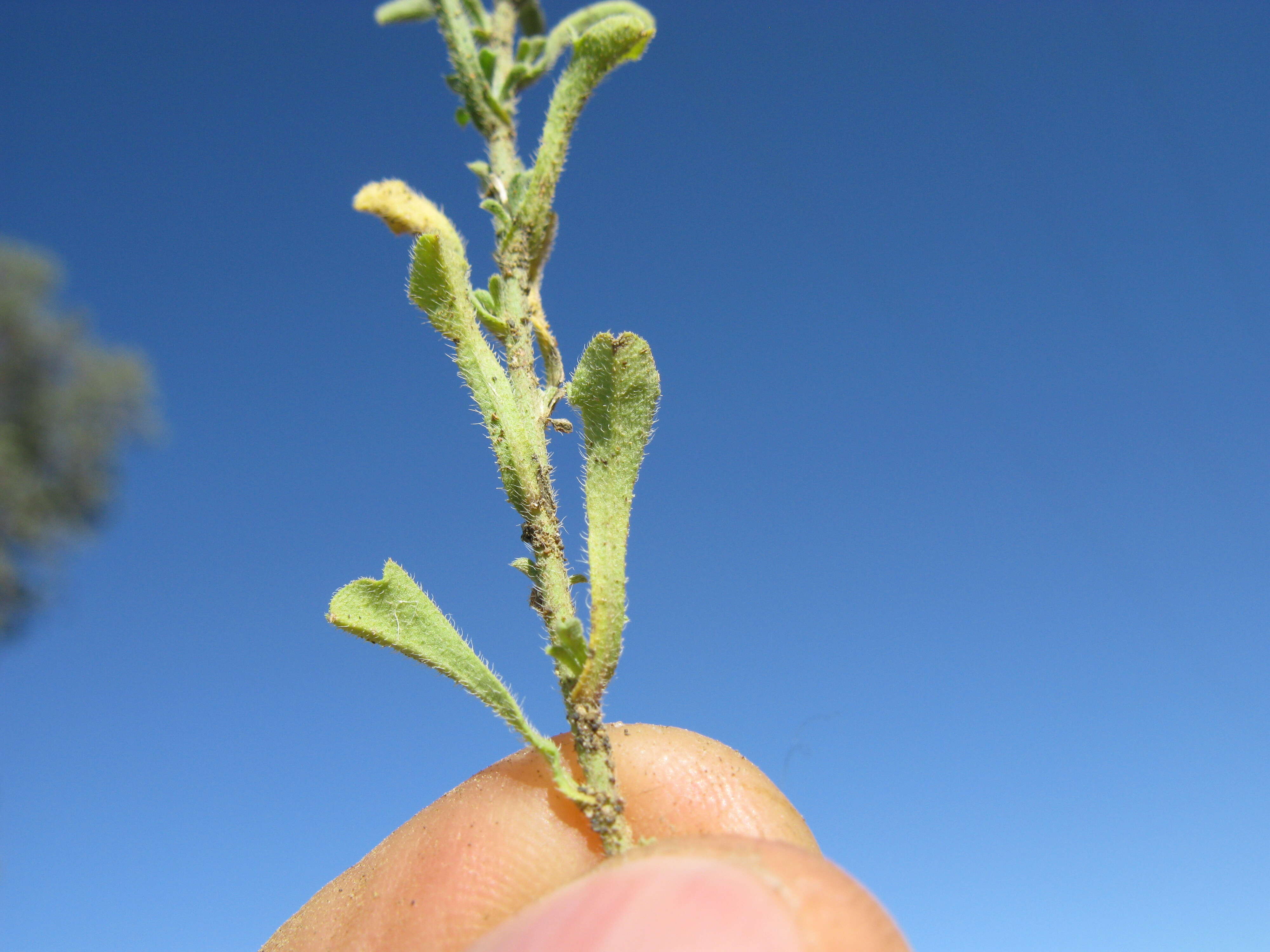 Image of Vittadinia cuneata DC.