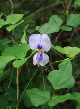 Image of blackeyed pea