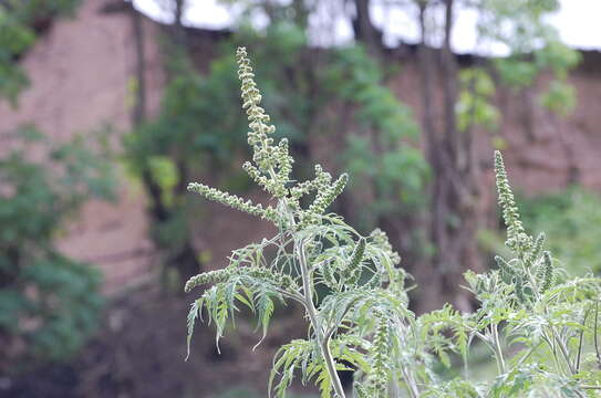 Image of Ambrosia arborescens Mill.