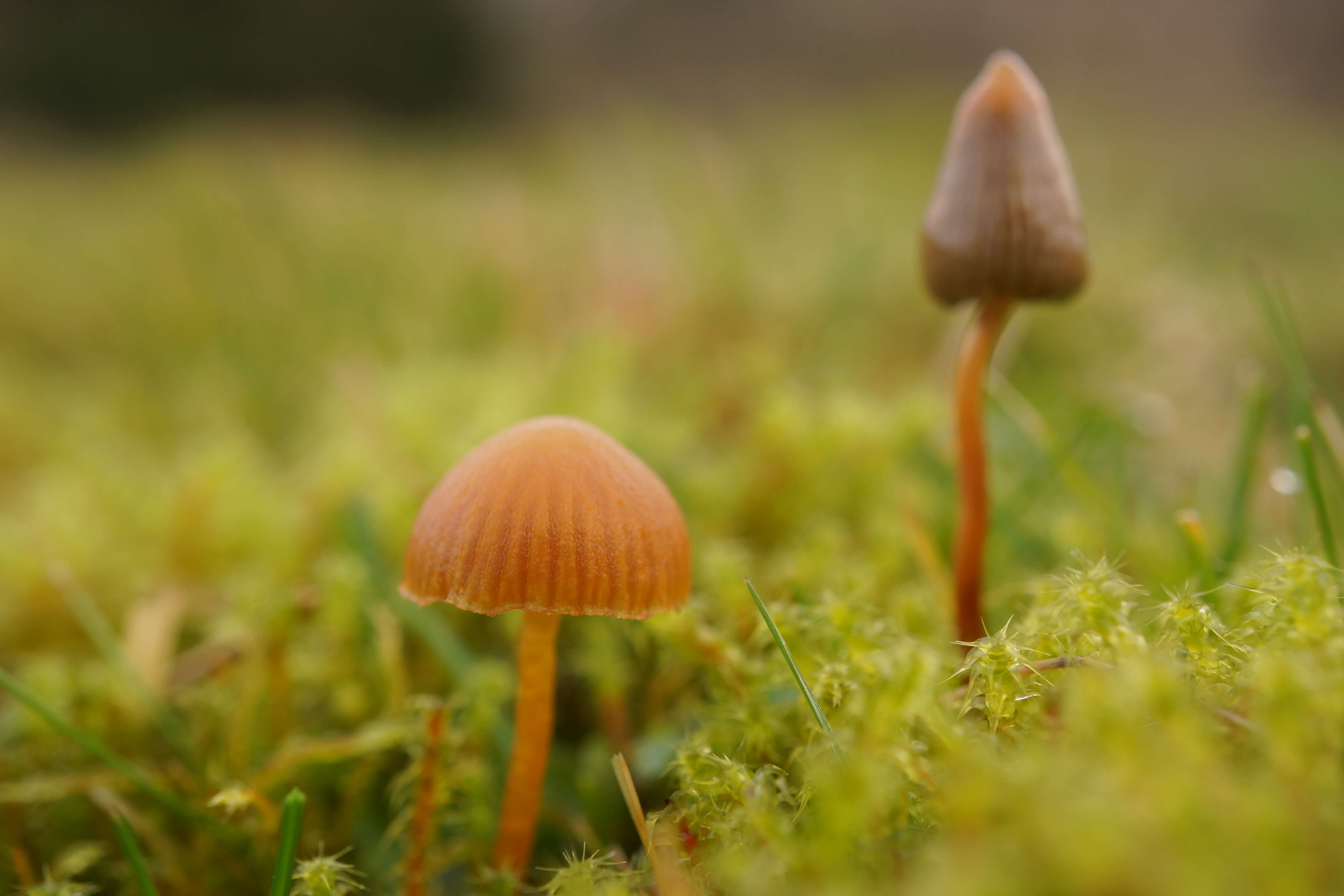 Plancia ëd Psilocybe semilanceata (Fr.) P. Kumm. 1871