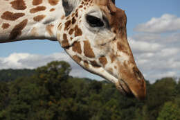 Image of Giraffe