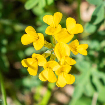 Imagem de Hippocrepis comosa L.