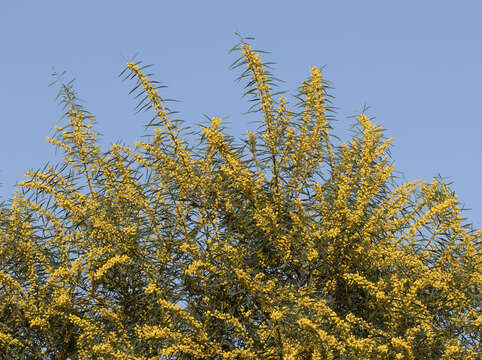 Image of orange wattle