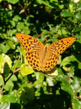 Image of silver-washed fritillary