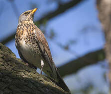 Image of Fieldfare