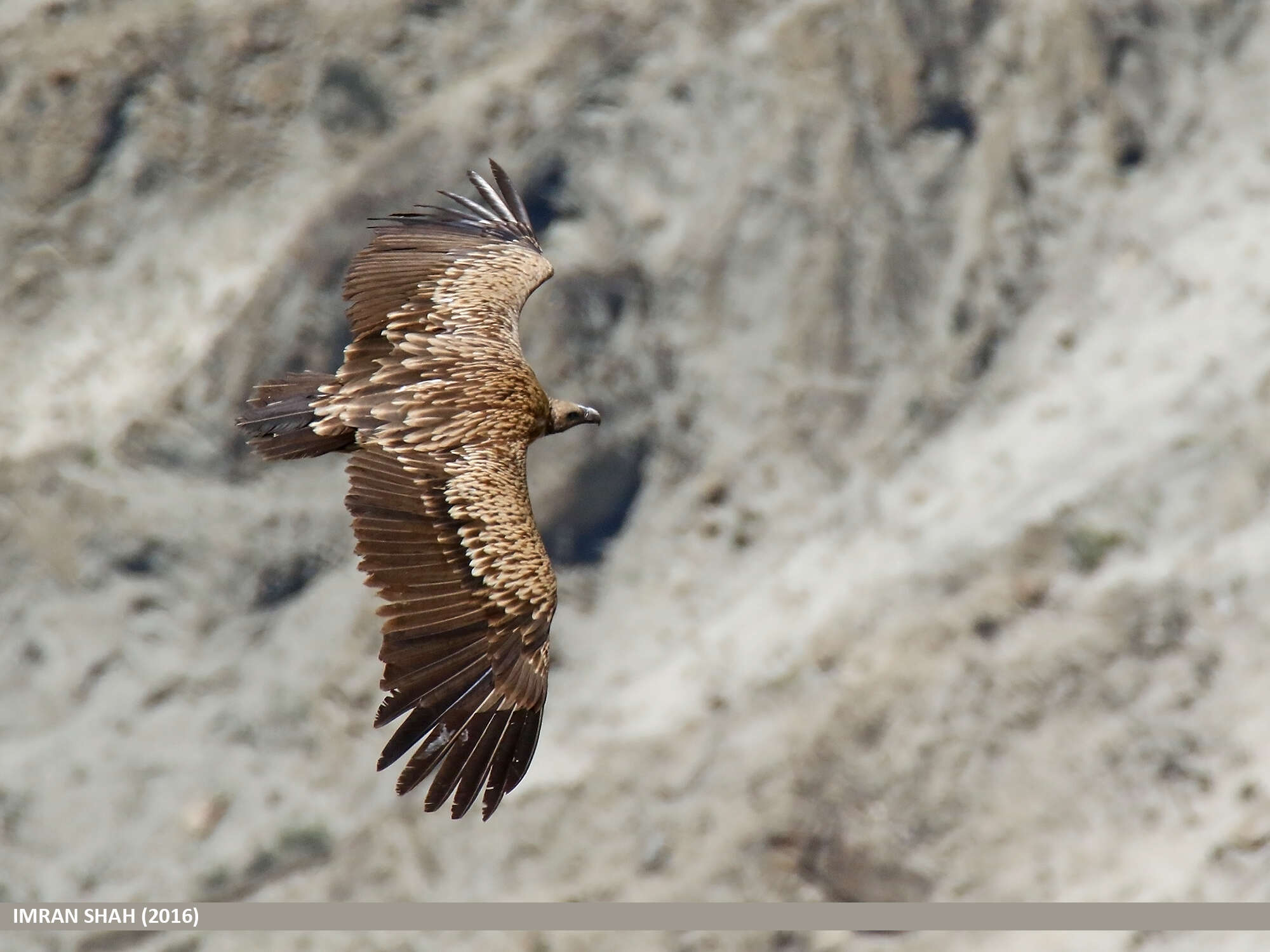 Слика од Gyps himalayensis Hume 1869