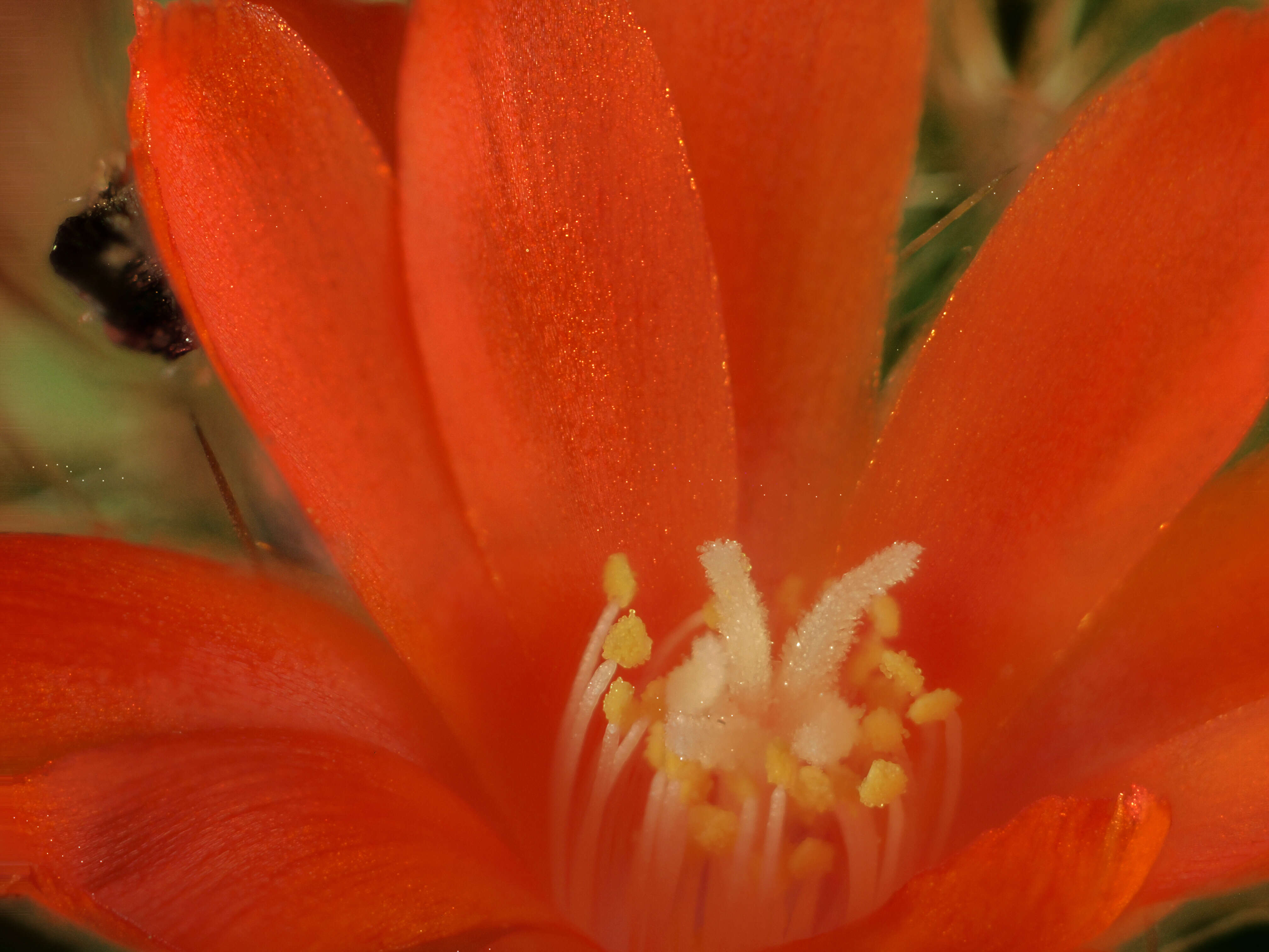 Imagem de Rebutia pulvinosa F. Ritter & Buining