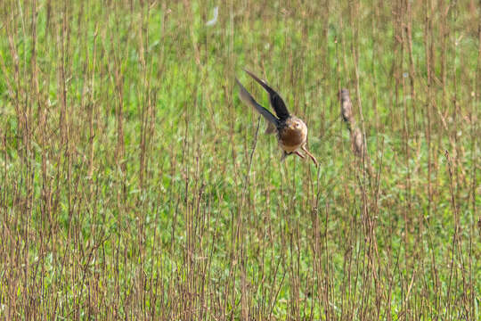 Image of Red-throated Pipit