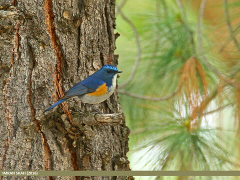 Image of Orange-flanked Bush-Robin