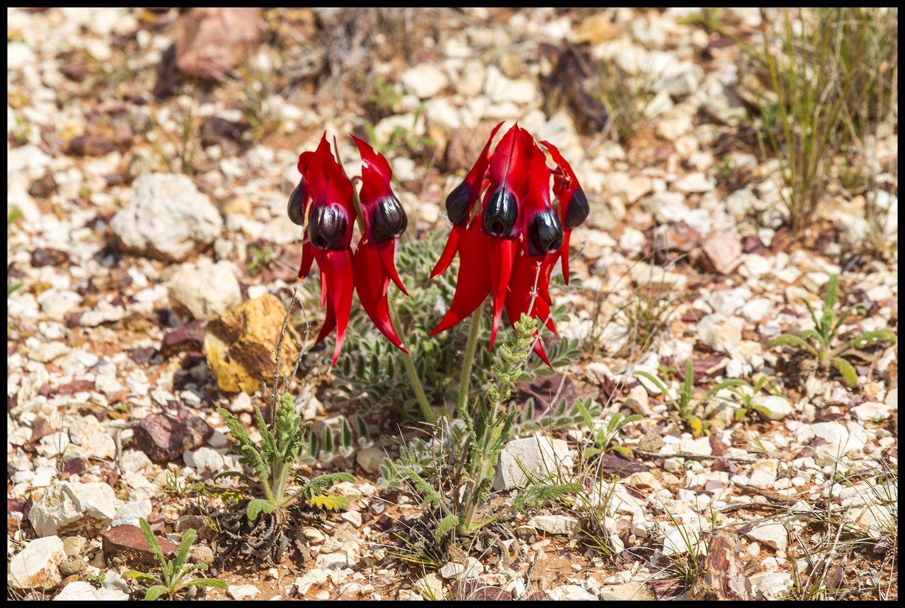 Plancia ëd Swainsona formosa (G. Don) J. Thompson