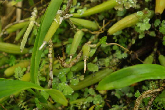 Image of Brown Rock Orchid