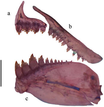 Image of Hemibrycon sanjuanensis Román-Valencia, Ruiz-C., Taphorn & García-Alzate 2014