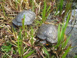 Image of slider turtle, red-eared terrapin, red-eared slider