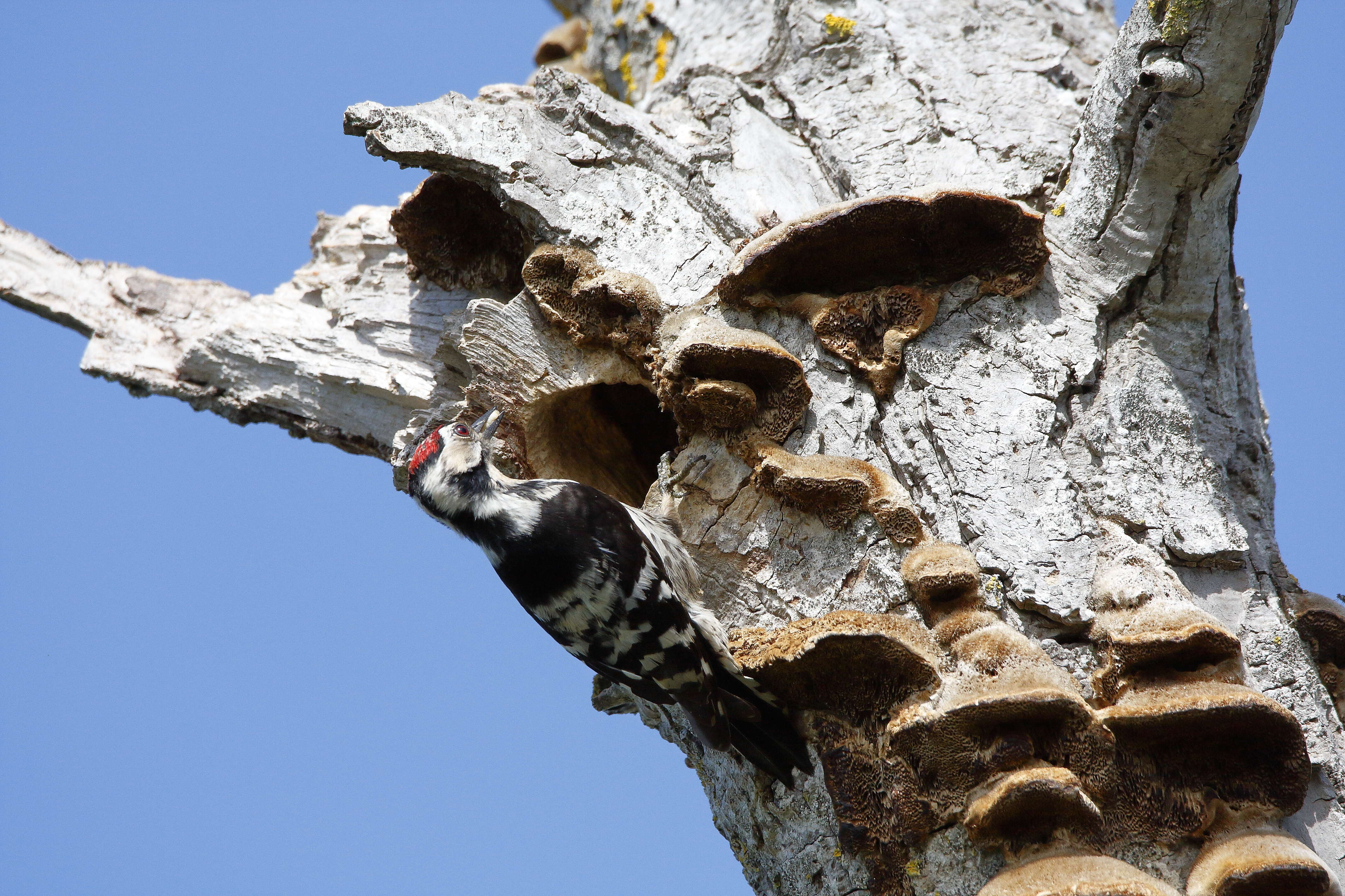 Image of Lesser Spotted Woodpecker