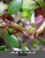 Image of eight-stamened waterwort