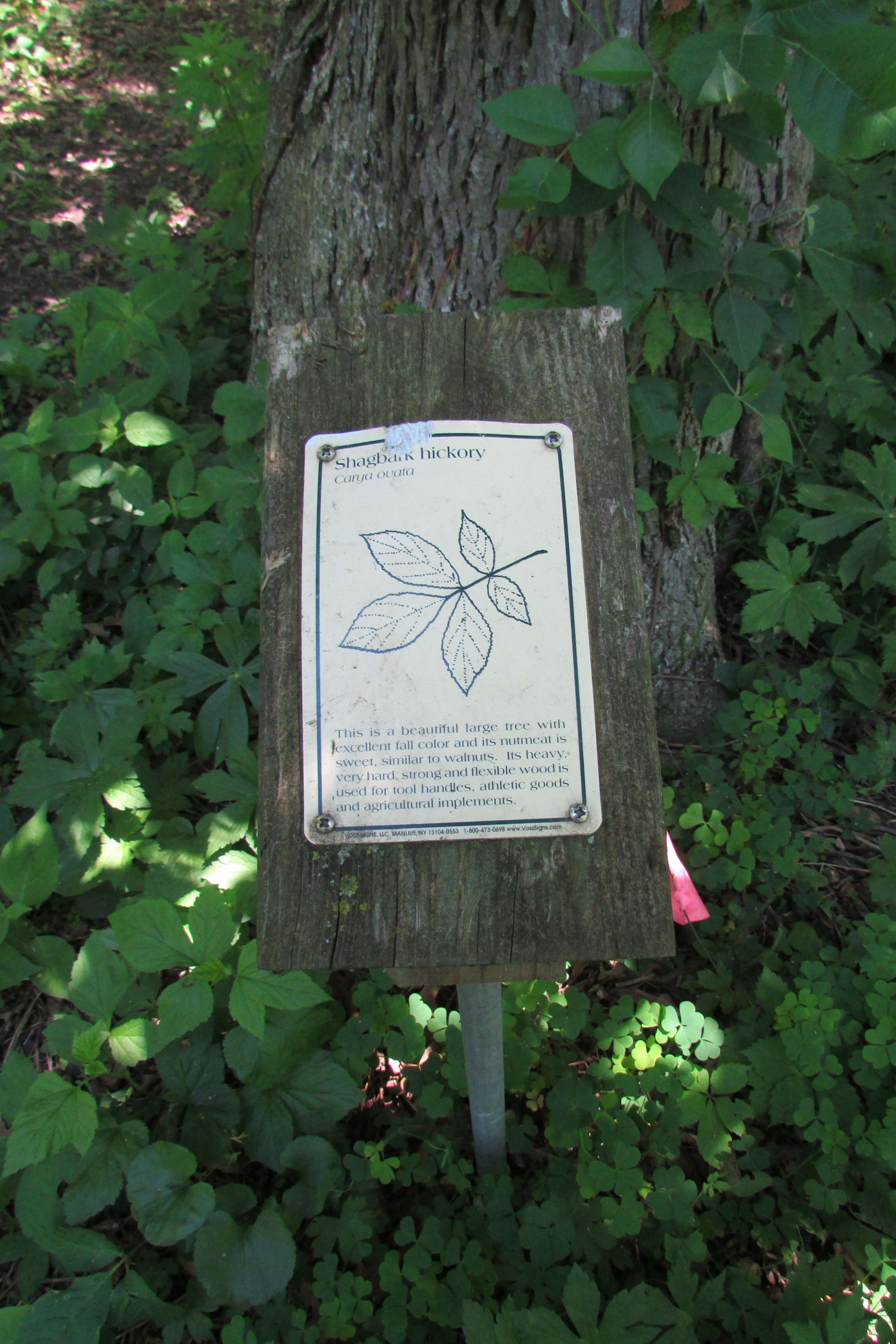 Image of shagbark hickory