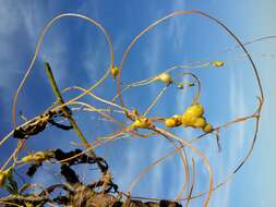 Image of Cuscuta campestris