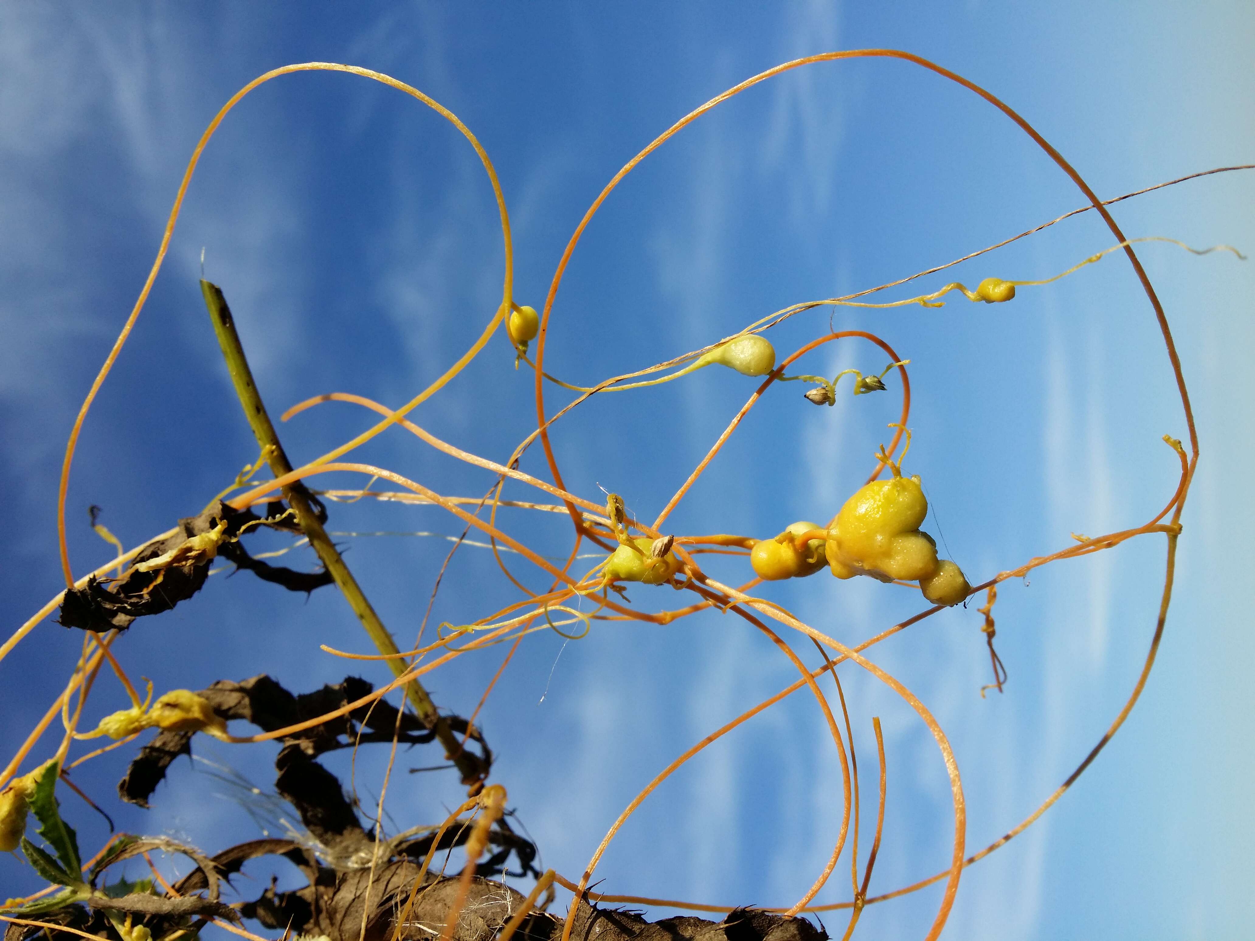 Image of Cuscuta campestris