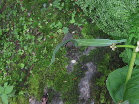 Image of Jacquemont's Cobra-Lily